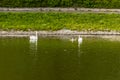 Two big old swans with few small young swans swimming on city moat