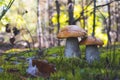 Two big orange cap mushrooms in wood Royalty Free Stock Photo