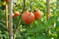 Two big orange fleshy of beefsteak tomatoes growing on a stem. Royalty Free Stock Photo