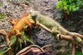 Two big orange and green lizards together. Couple. Love. Royalty Free Stock Photo