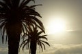 Two big palm trees at sunset with sun between their leaves Royalty Free Stock Photo