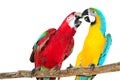 Two big parrots, couple of beautiful macaws Isolated on white Royalty Free Stock Photo