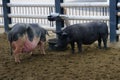 Two big pigs walking. Tokyo Ueno Zoo