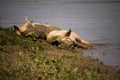 Two big pigsswines lying dirty in the mud.