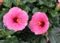 Two pink hibiscus flowers Royalty Free Stock Photo