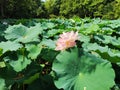 two big pink lotus flower blossoms in the middle of green leaves Royalty Free Stock Photo