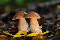 Two big porcini mushrooms (boletus edulis) in the rain Royalty Free Stock Photo