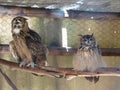 Two big pretty owls sitting a branch in a cage.
