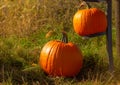 two big pumpkins on a farm field as a decoration during the harvest festival Royalty Free Stock Photo