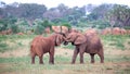 Two big red elephants try to fight each other with the trunks Royalty Free Stock Photo