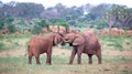 Two big red elephants try to fight each other with the trunks Royalty Free Stock Photo