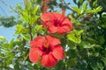 Two big red flowers on the hibiscus tree Royalty Free Stock Photo