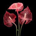 Hyper-realistic Animal Illustrations: Three Red Flowers On Black Background Royalty Free Stock Photo