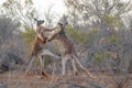 Two big red kangaroos fighting. Royalty Free Stock Photo