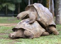 Two Big Seychelles turtles sympathizing each other. Mauritius Royalty Free Stock Photo