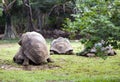 Two Big Seychelles turtles sympathizing each other. Mauritius Royalty Free Stock Photo