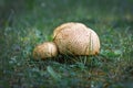 Two big and small round `Xerocomellus Chrysenteron` mushrooms, also known as `Red Cracking Bolet`