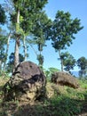 Two big stones between mahoni trees