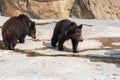 Two big and strong black bears, walking on rocks in zoo