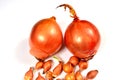 Two big sweet onions and many small onions on a fabric background Royalty Free Stock Photo