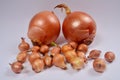 Two big sweet onions and many small onions on a fabric background Royalty Free Stock Photo