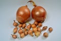 Two big sweet onions and many small onions on a fabric background Royalty Free Stock Photo