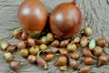 Two big sweet onions and many small onions on a fabric background Royalty Free Stock Photo