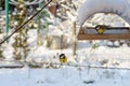 Two big tits looking at each other at the feeder in winter, selective focus Royalty Free Stock Photo