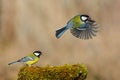 Two big Tits at the winter trough. One great tit sits second flies Royalty Free Stock Photo