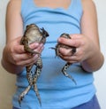 Two big toads in children& x27;s hands Royalty Free Stock Photo