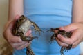 Two big toads in children& x27;s hands Royalty Free Stock Photo