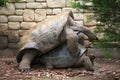 Tortoises are mating on ground