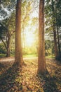 Big tree in the forest and sun light in sunset Royalty Free Stock Photo
