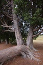 Two big trees and a fallen tree Royalty Free Stock Photo