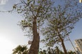 Two big trees in middle of city with a `don`t throw garbage` sign