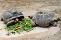 Two big turtle eating Royalty Free Stock Photo