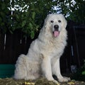 Two big white dogs outdoor. Tatra Shepherd Dog.