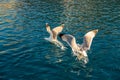 Two big white seagulls Laridae fighting for food in crystal blue waters of Mediterranean Sea in Cyclades Islands, Greece