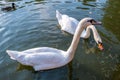 Two big white swans swimming on the surface of a lake of river water Royalty Free Stock Photo