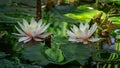 Two big white water lily or lotus flower Marliacea Rosea in landscaped garden pond. Close-up of nympheas on water surface Royalty Free Stock Photo