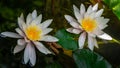 Two big white water lily or lotus flower Marliacea Rosea in landscaped garden pond. Close-up of nympheas on water surface Royalty Free Stock Photo