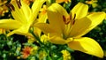 Two big yellow lilies in garden. Royalty Free Stock Photo