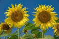 Two big yellow sunflower heads Royalty Free Stock Photo