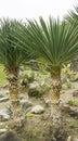 Two big Yucca Plant Yucca gloriosa or Spanish Dagger. Ornamental plant in spring Arboretum Park Southern Cultures