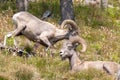 Two bighorn mountain sheep rams [ovis canadensis] on mountainside in the western USA Royalty Free Stock Photo