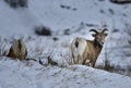 Two bighorn in Rockies . Winter in Royalty Free Stock Photo