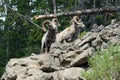Two Bighorn Sheep Ram on top of rock face cliff in Yellowstone National Park in Wyoming Royalty Free Stock Photo