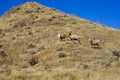 Two bighorn sheep rams start a fight over a ewe sheep watching Royalty Free Stock Photo