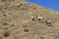 Two bighorn sheep rams start a fight over a ewe sheep watching Royalty Free Stock Photo