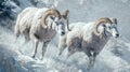 Two Bighorn Sheep Running Through Snow-Covered Mountain Landscape Royalty Free Stock Photo